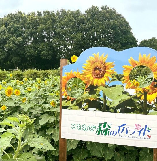 2024年茨城県　子連れひまわりスポット　こもれび森のイバライド